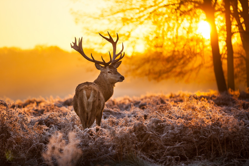 elk in the wilderness